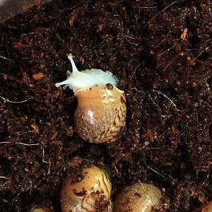 애완용달팽이(백와)아성체 달팽이키우기