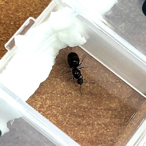 풀개미 신여왕 여왕개미/개미키우기